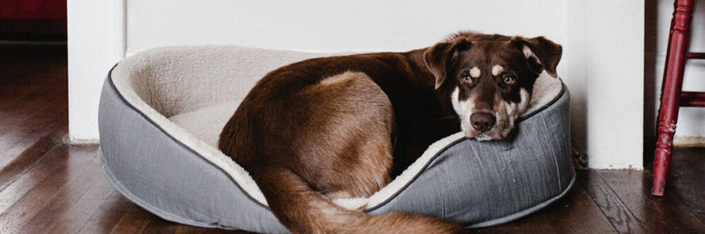 Qué pasa si mi mascota causa daños