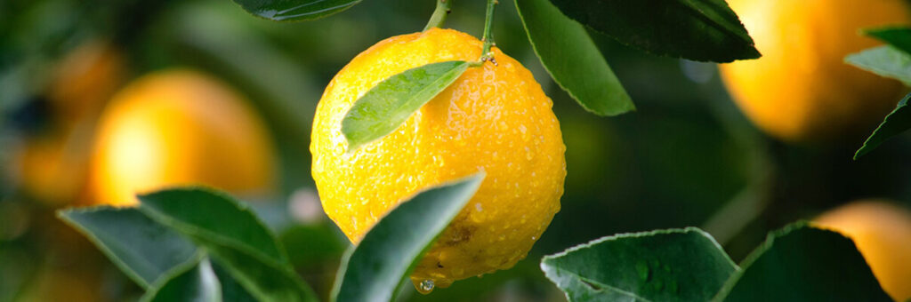 La declaración de falta de legitimación en la audiencia previa