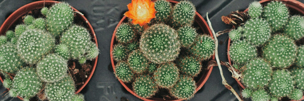 Responsabilidad por la publicación de comentarios o reseñas