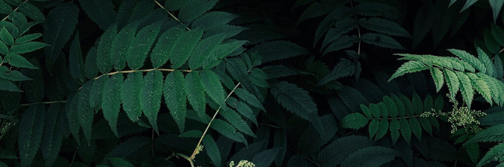 ¿Quiénes son los herederos cuando no hay testamento?