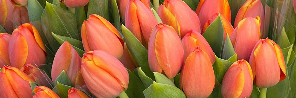 Impuestos de la liquidación del régimen económico de gananciales