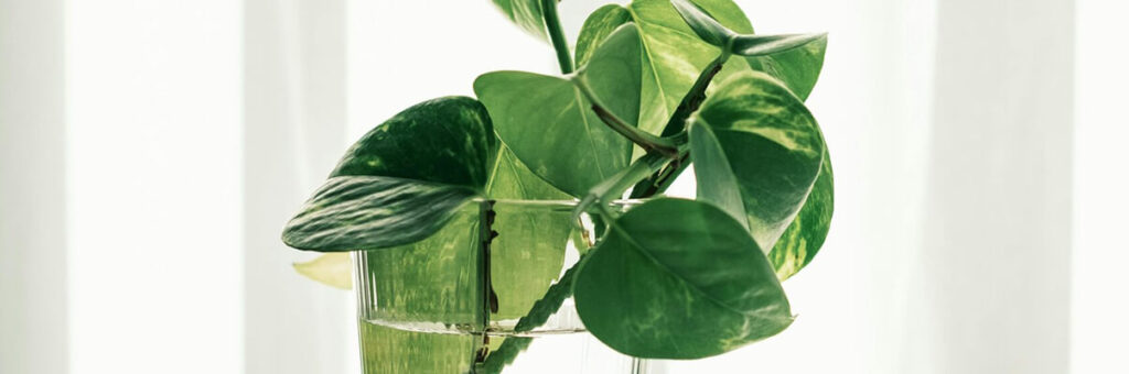 La acción reivindicatoria: qué es