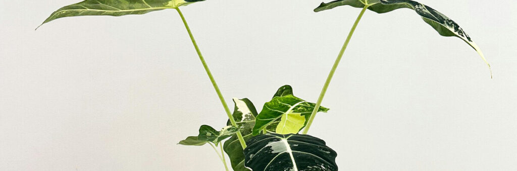 Aceptación tácita de una herencia