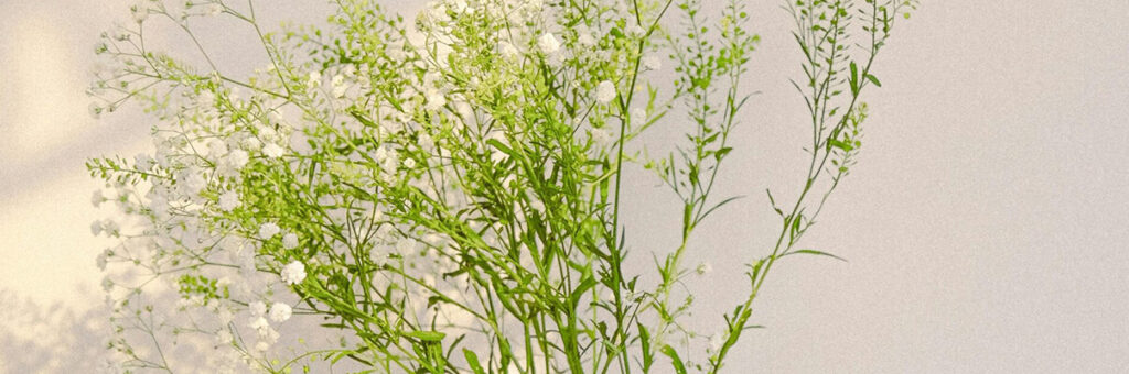 La adopción de un mayor de edad